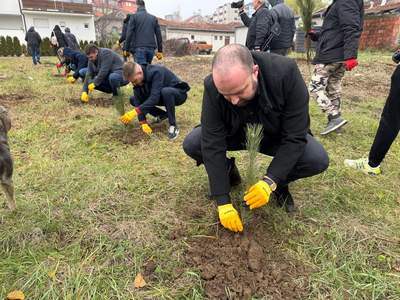 Нове саднице.jpg