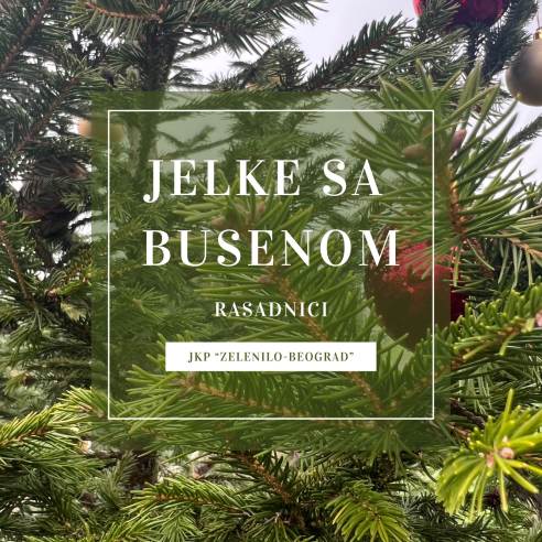 Јелке с бусеном у расадницима „Зеленила”.jpg