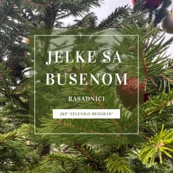 Јелке с бусеном у расадницима „Зеленила”.jpg