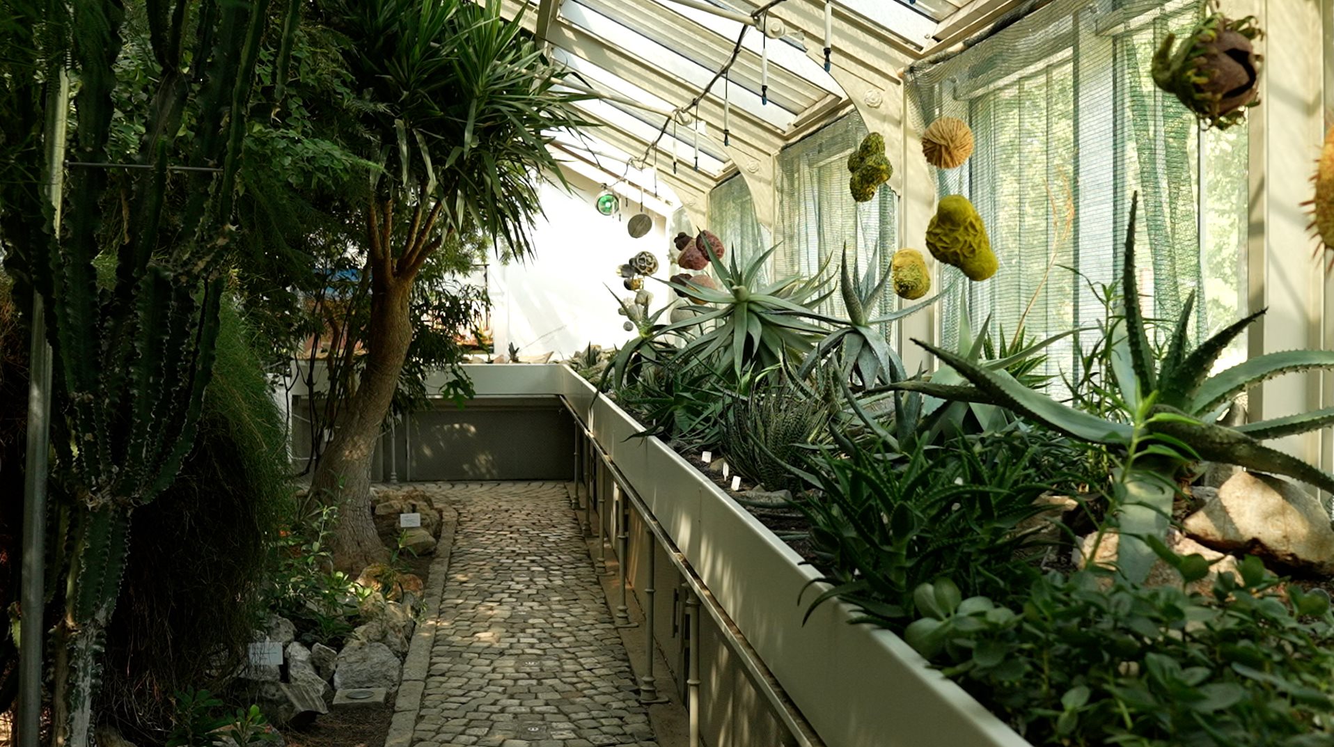 U Botaničkoj bašti se čuva više od 1300 biljnih vrsta