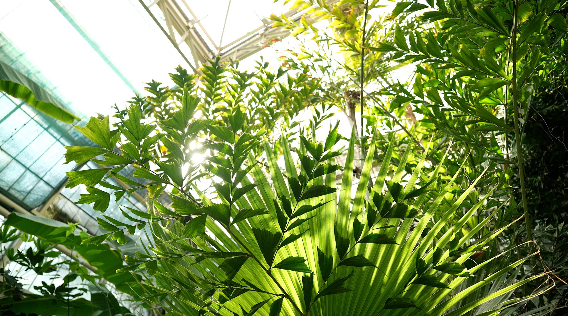 Staklenik u Botaničkoj bašti