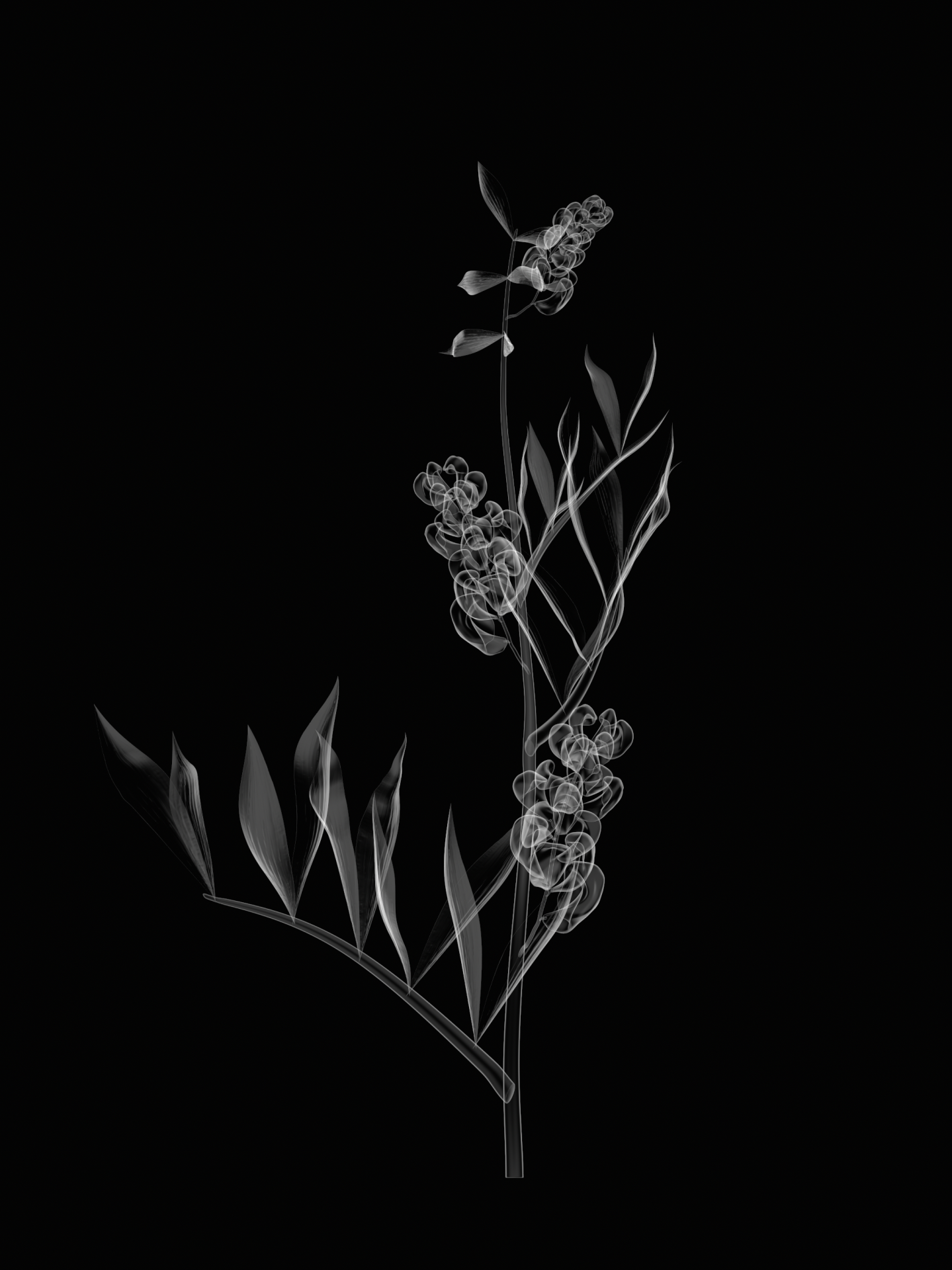 panciceva grahorica.png