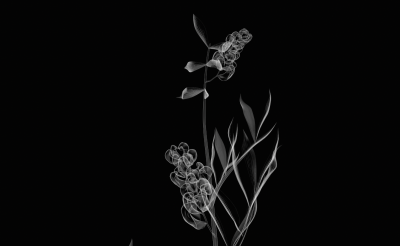 panciceva grahorica.png