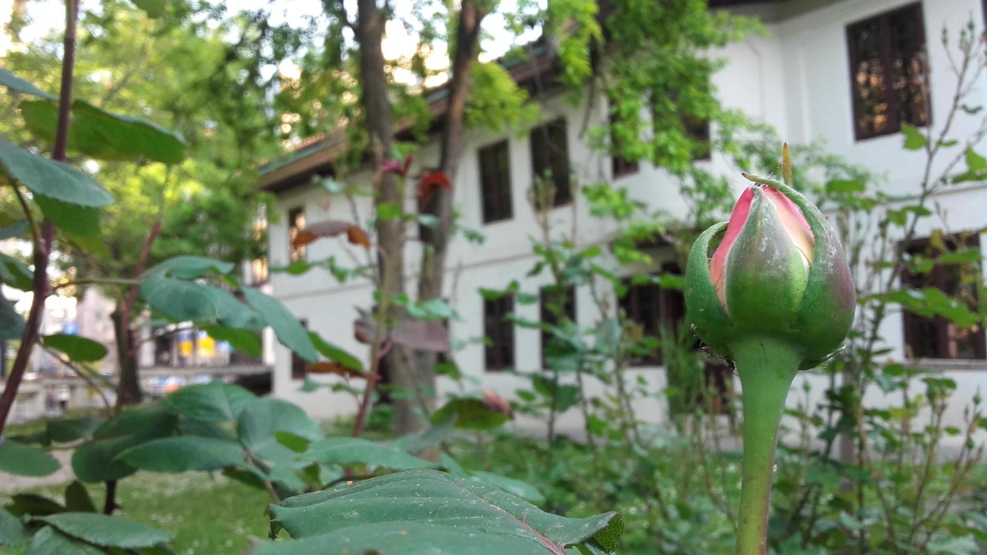 Muzej Vuka i Dositeja, dvorište